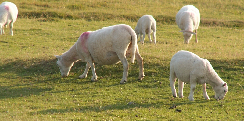 08 Dartmoor Sheep.JPG - KONICA MINOLTA DIGITAL CAMERA